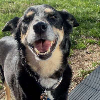 original color photo of dog